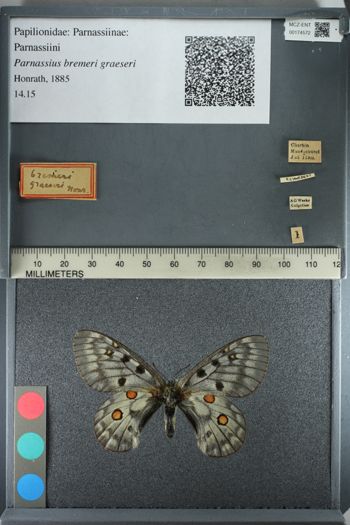 Media type: image;   Entomology 174572